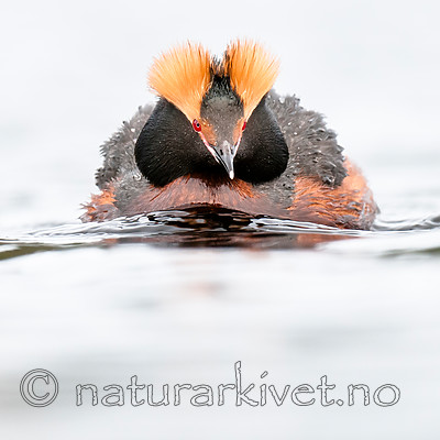 BB 10 0357 / Podiceps auritus / Horndykker